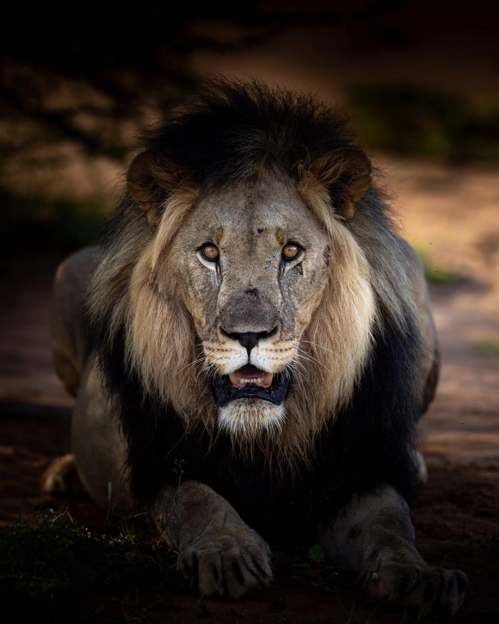 Big Five Safaris