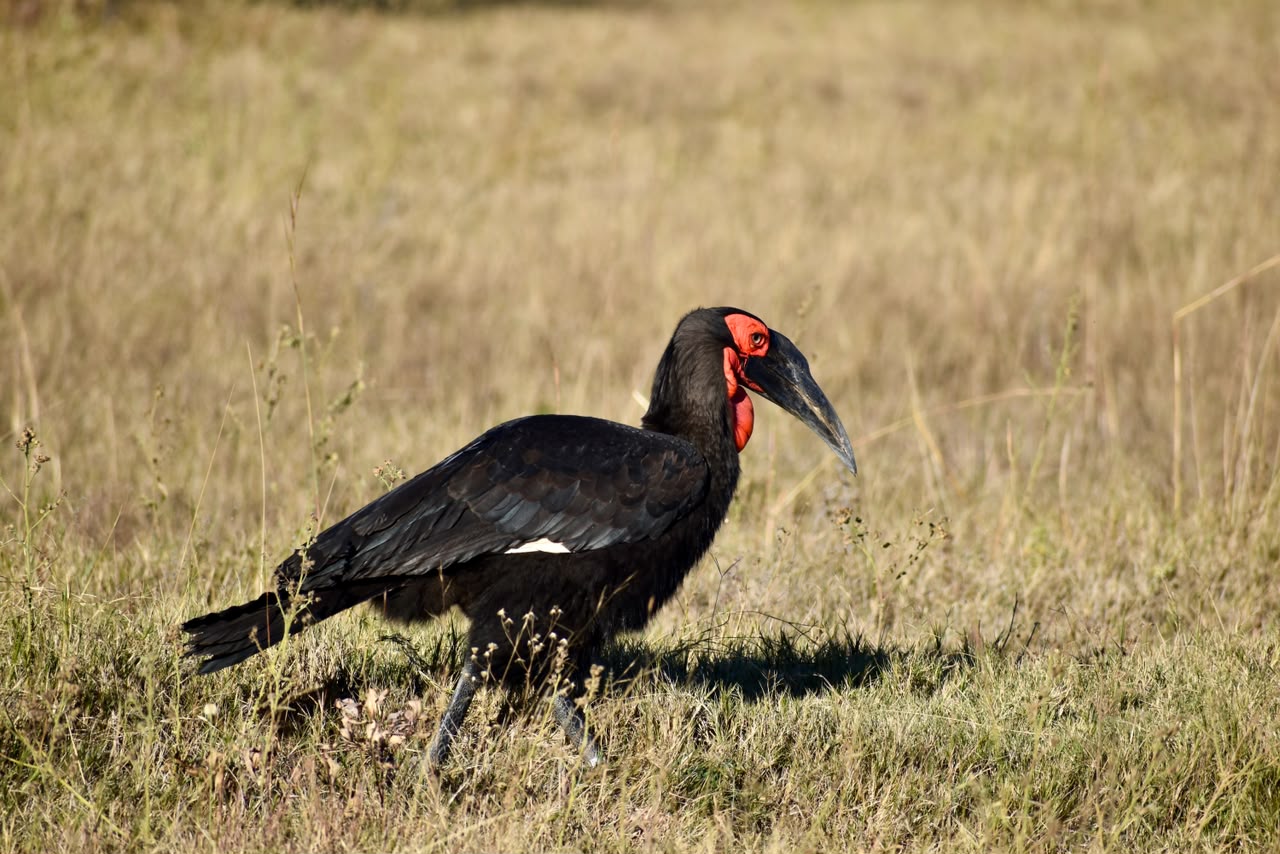 Southern ground hornbill