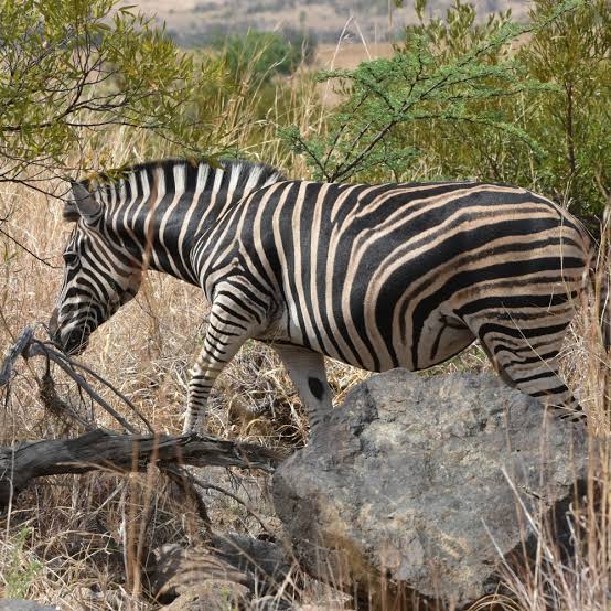 Zebra at golden hour, Pilanesberg