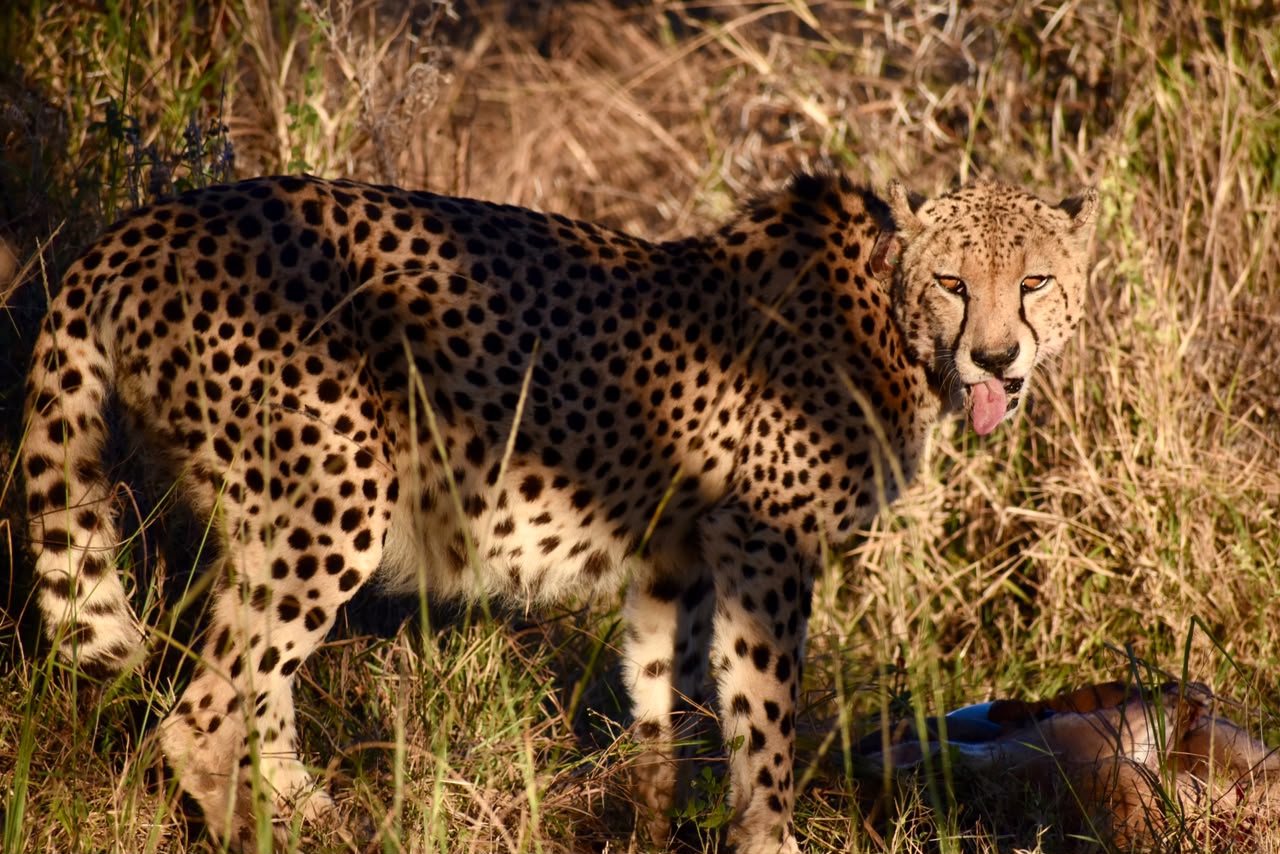Cheetah on the hunt, Pilanesberg