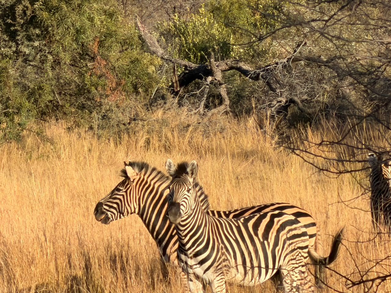 Zebras in the long grass