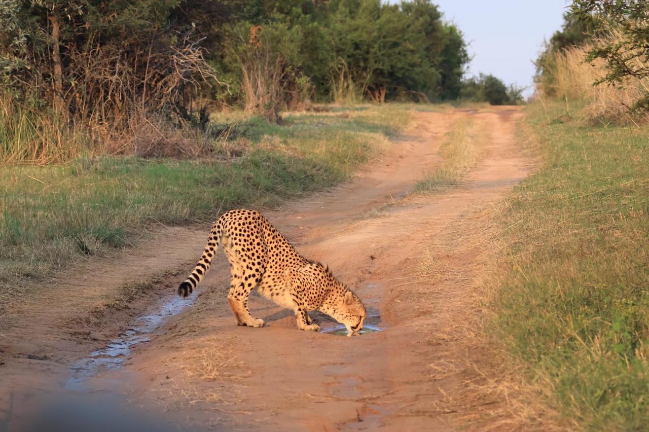 Cheetah at the waterhole, sunrise